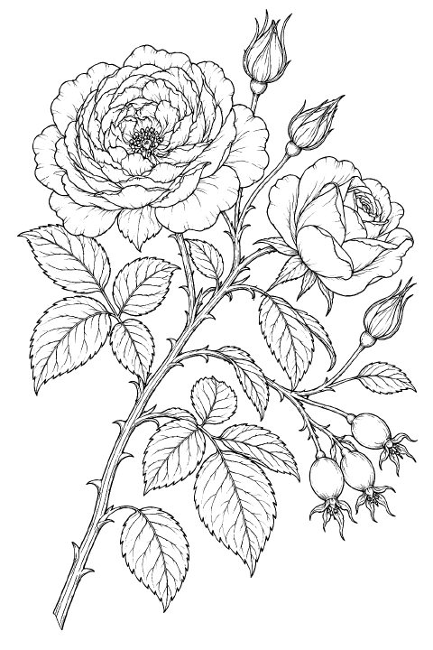 An arching thorny rose branch bears a large quartered rose with tightly folded petals, a half-open blossom, pointed buds, and round rose hips with star-shaped sepals. Compound leaves with serrated edges and branching veins surround the flowers.