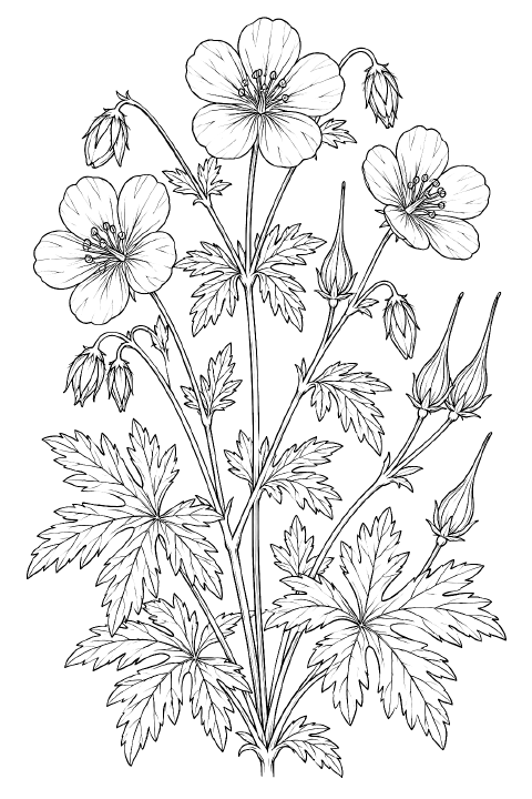 A meadow cranesbill plant with branching stems, five-petaled flowers marked by fine veins, rounded buds, deeply divided leaves, and elongated beaked seedpods, accompanied by enlarged flower and seedpod details.