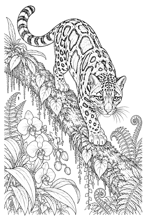 Realistic line drawing of a clouded leopard climbing headfirst down a thick branch, with its long tail curved overhead, large cloud-shaped coat markings, and surrounding orchids, moss, and fern fronds.