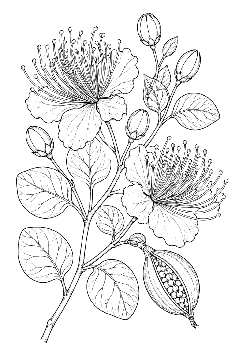Botanical and Flowers coloring page example